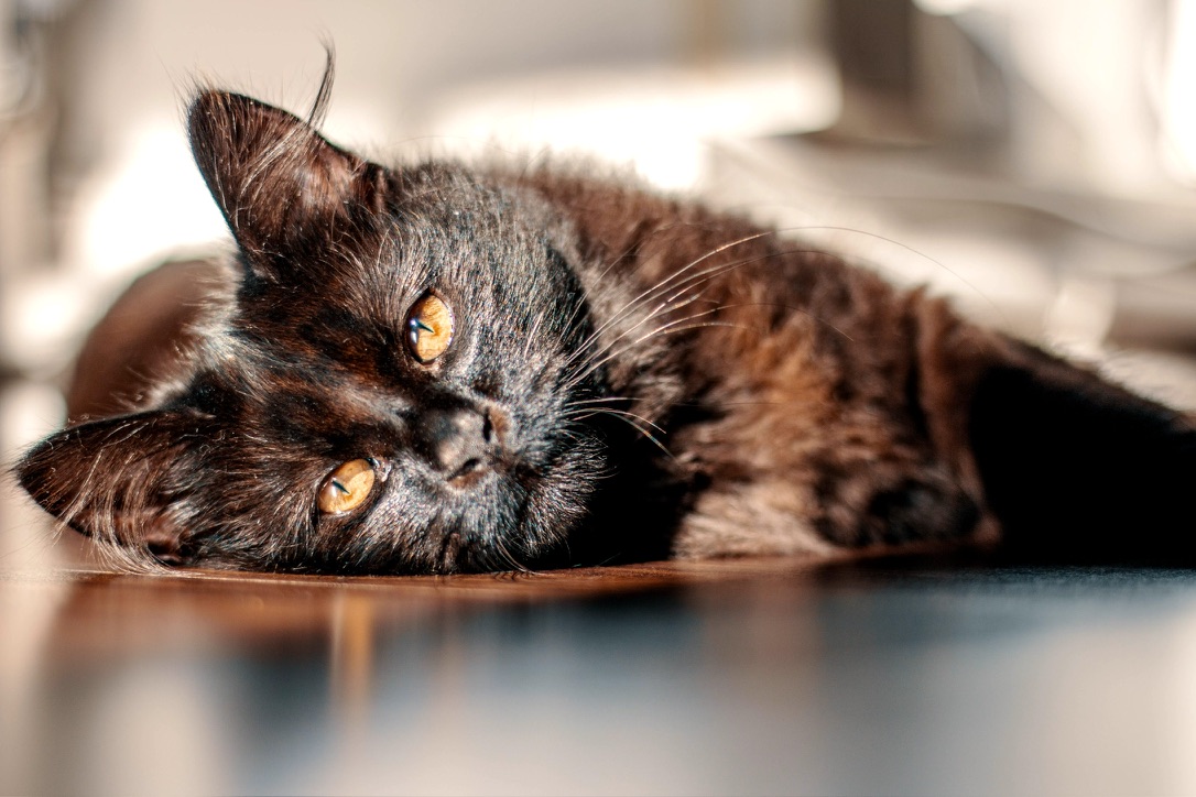 Padfoot, a fluffy black cat, lying in warm sunlight.