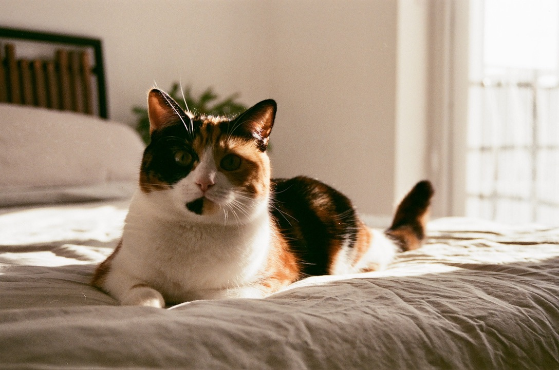 Fig resting on a duvet in warm window light.